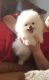 Pomeranian Puppies for sale in Cleveland, OH, USA. price: $500