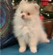 Pomeranian Puppies for sale in Charleston, WV 25326, USA. price: $500