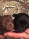 Pomeranian Puppies for sale in Lancaster, KY 40444, USA. price: $500