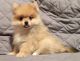 Pomeranian Puppies for sale in Canton, OH, USA. price: NA