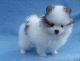 Pomeranian Puppies for sale in Raleigh, NC, USA. price: NA
