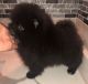 Pomeranian Puppies for sale in Abbeville, SC 29620, USA. price: NA