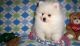 Pomeranian Puppies for sale in Calabasas, CA, USA. price: NA