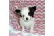Pomeranian Puppies for sale in Tampa St, Florida 33908, USA. price: $500