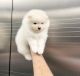 Pomeranian Puppies for sale in Denver, CO, USA. price: $450