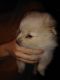 Pomeranian Puppies for sale in Harrison, MI 48625, USA. price: $650