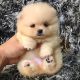 Pomeranian Puppies for sale in St. Louis, MO, USA. price: $485
