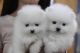 Pomeranian Puppies for sale in US Hwy 19 N, Largo, FL, USA. price: NA