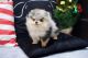 Pomeranian Puppies for sale in Corona, CA, USA. price: $250