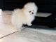 Pomeranian Puppies for sale in Fort Pierce, FL, USA. price: $350