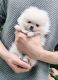 Pomeranian Puppies for sale in St. Louis, MO, USA. price: $500
