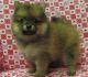 Pomeranian Puppies for sale in Harrisburg, PA, USA. price: NA