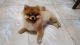 Pomeranian Puppies for sale in CA-111, Palm Desert, CA, USA. price: NA