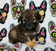 Pomeranian Puppies for sale in Los Nietos, CA 90606, USA. price: NA