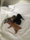 Pomeranian Puppies for sale in Lancaster, KY 40444, USA. price: $700