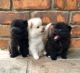 Pomeranian Puppies for sale in Spartanburg School District 03, SC, USA. price: $400
