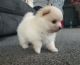 Pomeranian Puppies for sale in California St, San Francisco, CA, USA. price: NA