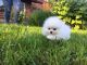Pomeranian Puppies for sale in Texas City, TX, USA. price: NA
