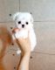 Pomeranian Puppies for sale in TX-121, Plano, TX, USA. price: NA