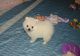 Pomeranian Puppies for sale in Milwaukee, WI 53233, USA. price: NA