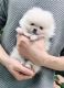 Pomeranian Puppies for sale in Fresno, CA 93720, USA. price: $450
