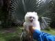 Pomeranian Puppies for sale in North Myrtle Beach, SC, USA. price: NA