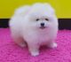 Pomeranian Puppies for sale in Blue Bell, PA, USA. price: NA