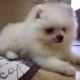 Pomeranian Puppies for sale in NJ-120, East Rutherford, NJ, USA. price: NA