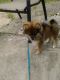 Pomeranian Puppies for sale in Fayetteville, GA, USA. price: NA