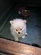 Pomeranian Puppies for sale in Gulfport, MS, USA. price: NA