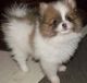 Pomeranian Puppies for sale in Lexington, KY 40574, USA. price: NA