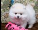 Pomeranian Puppies for sale in Phoenix, AZ 85078, USA. price: NA