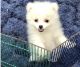 Pomeranian Puppies for sale in Anchorage, AK, USA. price: $400