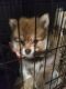 Pomeranian Puppies for sale in Okeechobee, FL, USA. price: NA
