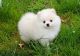 Pomeranian Puppies for sale in Bradford Woods, PA 15015, USA. price: $600
