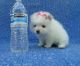 Pomeranian Puppies for sale in Scottsdale Dr, Richardson, TX 75080, USA. price: NA