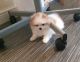 Pomeranian Puppies for sale in White River Junction, Hartford, VT, USA. price: NA
