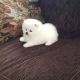 Pomeranian Puppies for sale in 68101 US-2, Moyie Springs, ID 83845, USA. price: NA