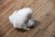 Pomeranian Puppies for sale in Lawrenceville, GA, USA. price: $500