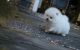 Pomeranian Puppies for sale in Wichita, KS, USA. price: NA