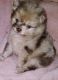 Pomeranian Puppies for sale in Cleburne, TX, USA. price: NA
