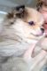 Pomeranian Puppies for sale in Leland, NC, USA. price: NA