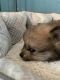 Pomeranian Puppies for sale in San Bernardino, CA, USA. price: $650