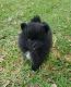 Pomeranian Puppies for sale in Windsor Mill, Milford Mill, MD 21244, USA. price: $600