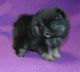Pomeranian Puppies for sale in Minneapolis, MN, USA. price: $600