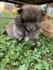 Pomeranian Puppies for sale in Villa Rica, GA 30180, USA. price: NA