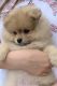 Pomeranian Puppies for sale in Rochester, NY, USA. price: $2,050