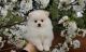 Pomeranian Puppies for sale in Culver City, CA, USA. price: NA