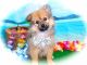 Pomeranian Puppies for sale in Hammond, IN, USA. price: $500