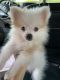 Pomeranian Puppies for sale in Edna Ave, Las Vegas, NV 89109, USA. price: NA